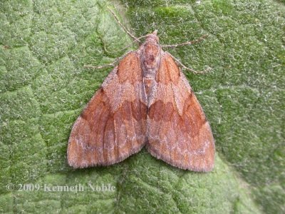pine carpet (Thera firmata) Kenneth Noble